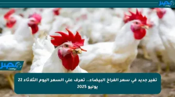 تغير جديد في سعر الفراخ البيضاء.. تعرف على السعر اليوم الثلاثاء 22 يوليو 2025
